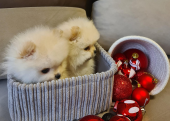 Pomeranian boo teddy bear bebek surat yavrularımız